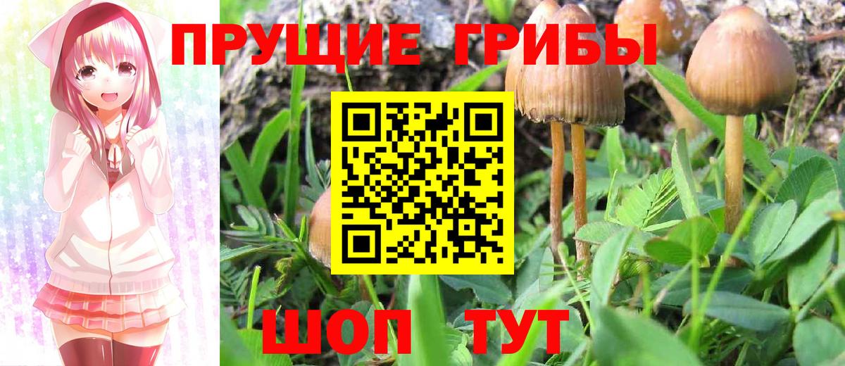 Галлюциногенные грибы прущие грибы  Вход с VPN  Нижний Новгород  Галлюциногенные грибы Magic Shrooms 
